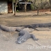 dragon_komodo_lbrs_rinca_h_0042_kom1078.jpg